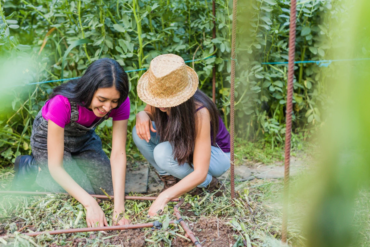 Les défis juridiques de l’agriculture urbaine